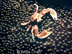 Porcelain Crab
Nikonos V - 35 mm lens with macro extensi... by Andy Chan 
